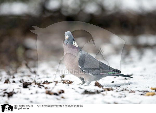 Ringeltaube / MBS-15215