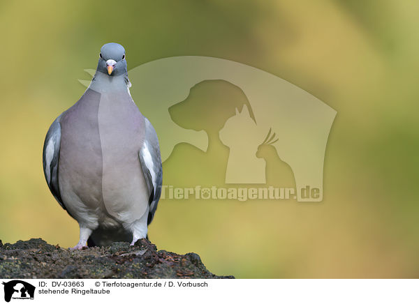 stehende Ringeltaube / sitting Wood Pigeon / DV-03663