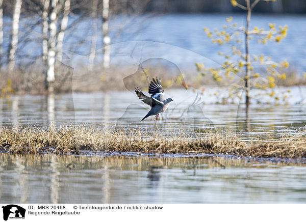fliegende Ringeltaube / flying Wood Pigeon / MBS-20468