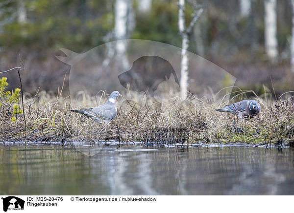 Ringeltauben / Wood Pigeons / MBS-20476