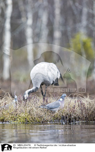 Ringeltauben mit einem Reiher / Wood Pigeon with a heron / MBS-20478