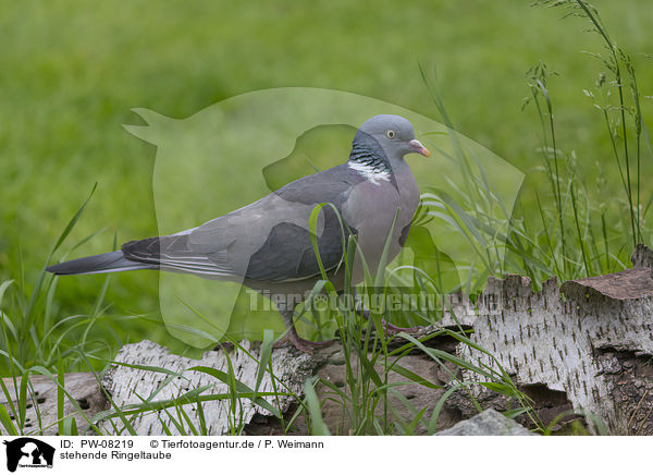 stehende Ringeltaube / PW-08219