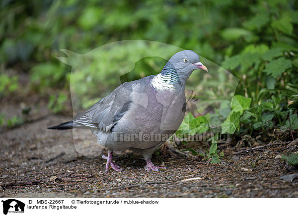 laufende Ringeltaube / walking Wood Pigeon / MBS-22667