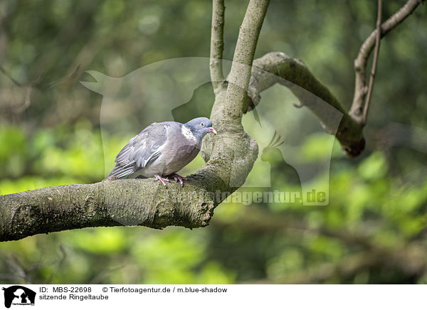 sitzende Ringeltaube / sitting Wood Pigeon / MBS-22698