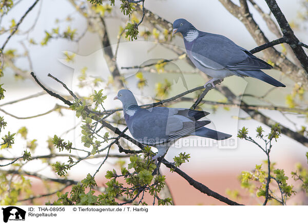 Ringeltaube / culver / THA-08956