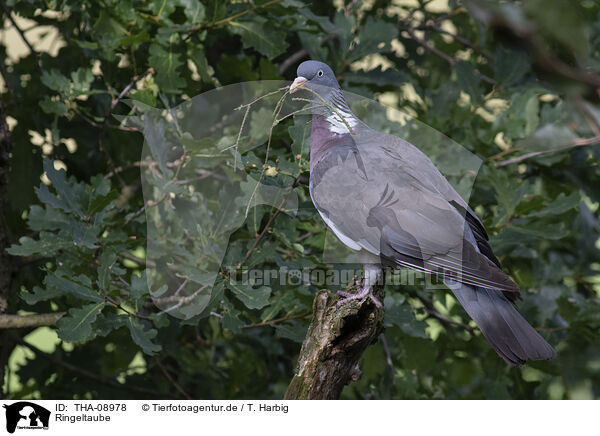 Ringeltaube / culver / THA-08978