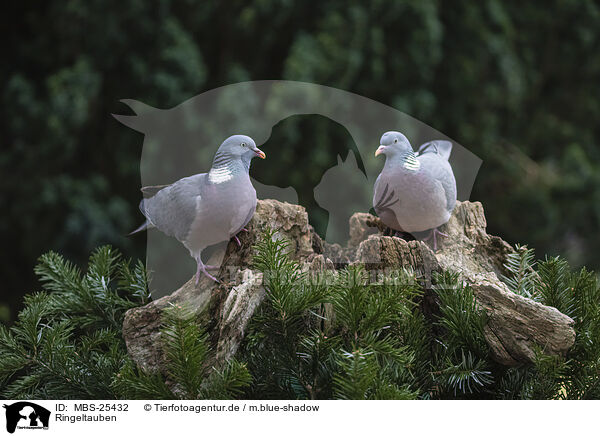 Ringeltauben / culvers / MBS-25432