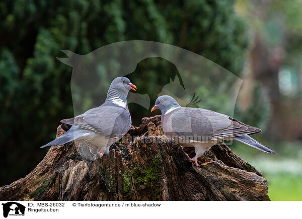 Ringeltauben / MBS-26032