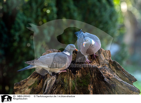 Ringeltauben / culvers / MBS-26043