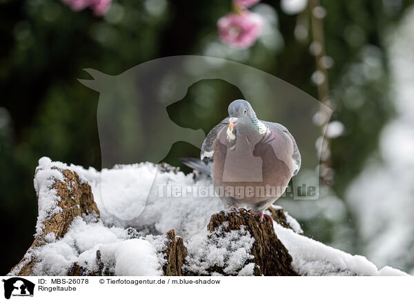 Ringeltaube / culver / MBS-26078