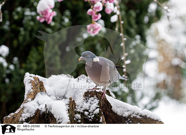Ringeltaube / culver / MBS-26086