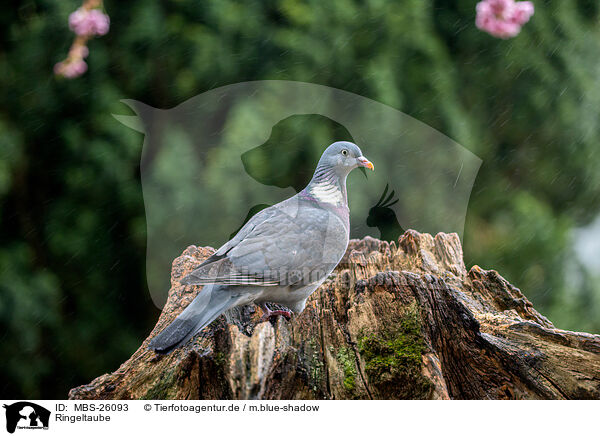 Ringeltaube / culver / MBS-26093
