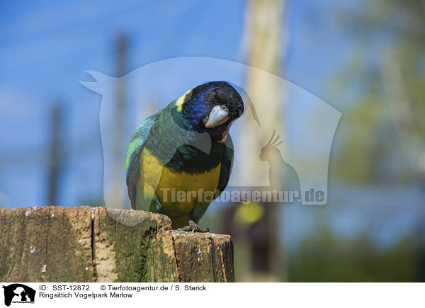 Ringsittich Vogelpark Marlow / Port Lincoln parrot Bird Park Marlow / SST-12872