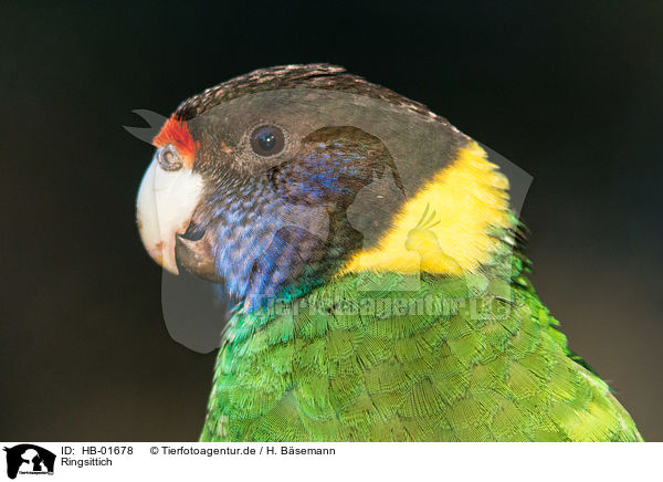 Ringsittich / Port Lincoln parrot / HB-01678