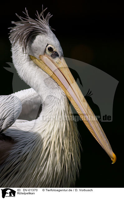 Rtelpelikan / Pink-backed pelican / DV-01370