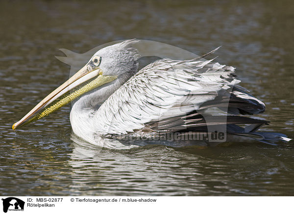 Rtelpelikan / pink-backed pelican / MBS-02877