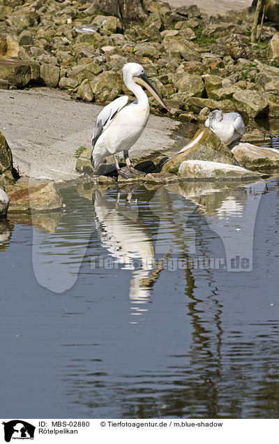 Rtelpelikan / pink-backed pelican / MBS-02880