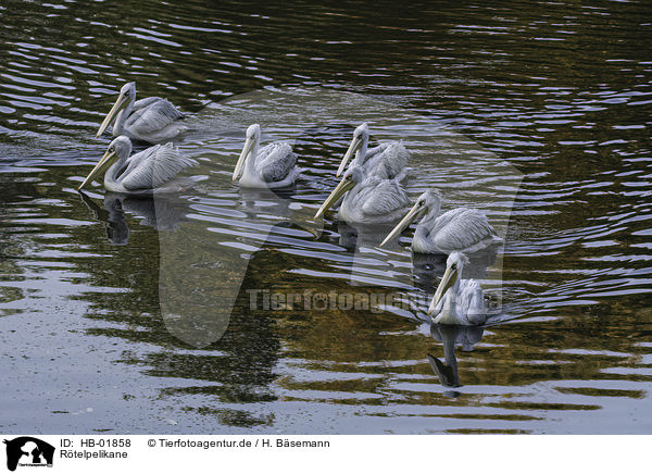 Rtelpelikane / pink-backed pelicans / HB-01858