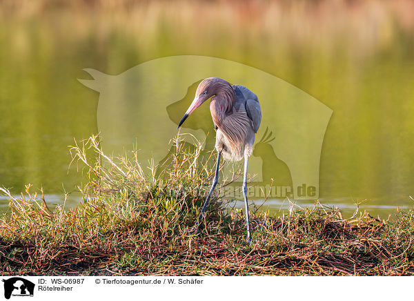 Rtelreiher / reddish egret / WS-06987