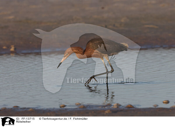 Rtelreiher / reddish egret / FF-13715