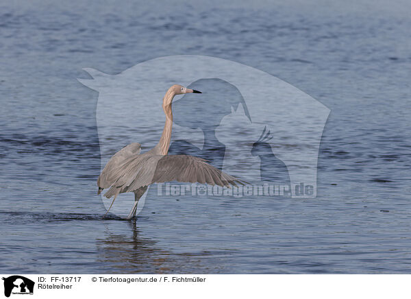 Rtelreiher / reddish egret / FF-13717