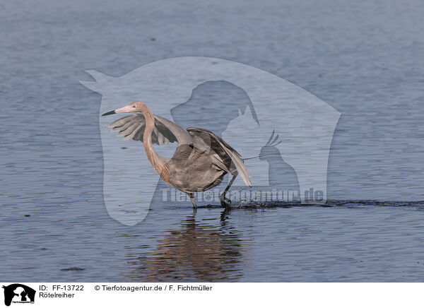 Rtelreiher / reddish egret / FF-13722