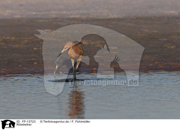 Rtelreiher / reddish egret / FF-13723