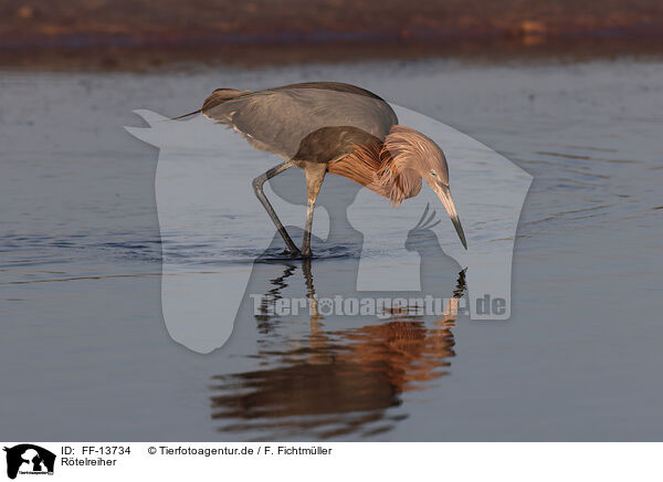 Rtelreiher / reddish egret / FF-13734