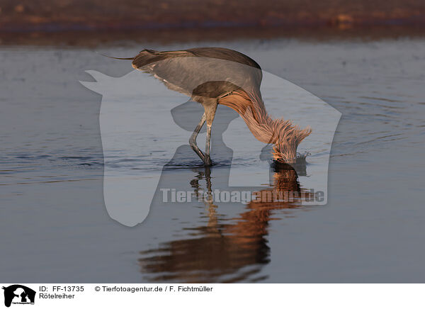 R�telreiher / reddish egret / FF-13735