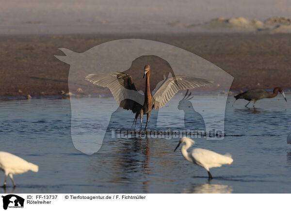 Rtelreiher / reddish egret / FF-13737