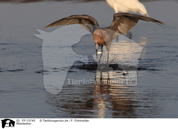 Rtelreiher / reddish egret / FF-13745