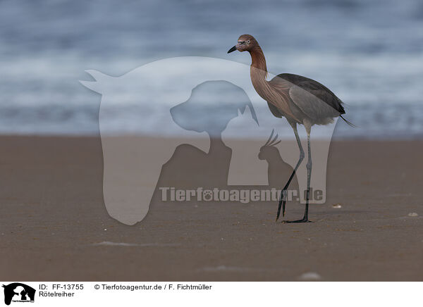 Rtelreiher / reddish egret / FF-13755