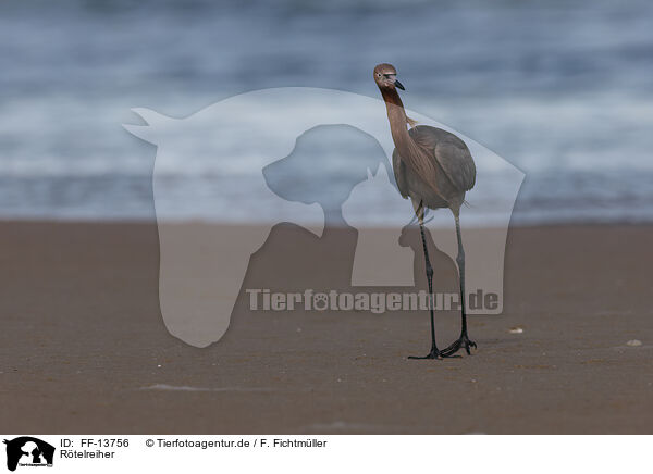 Rtelreiher / reddish egret / FF-13756