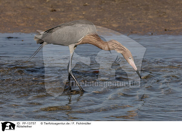 Rtelreiher / reddish egret / FF-13757