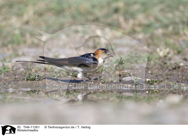 Rtelschwalbe / red-rumped swallow / THA-11261