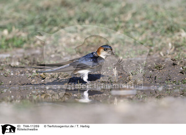 Rtelschwalbe / red-rumped swallow / THA-11269