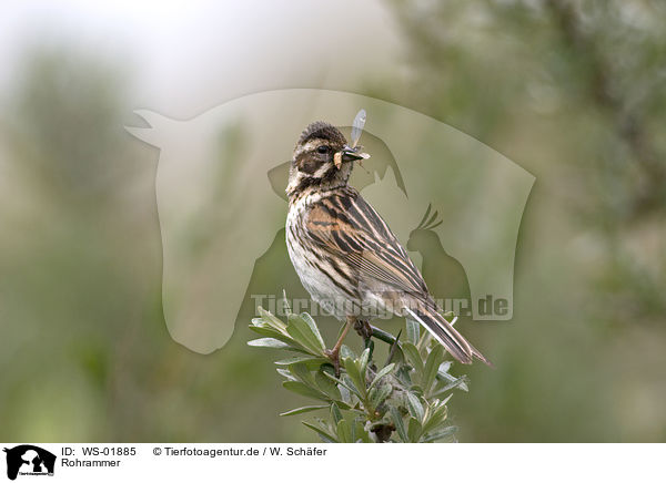 Rohrammer / Reed Bunting / WS-01885