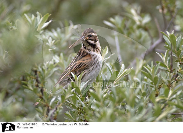 Rohrammer / Reed Bunting / WS-01886