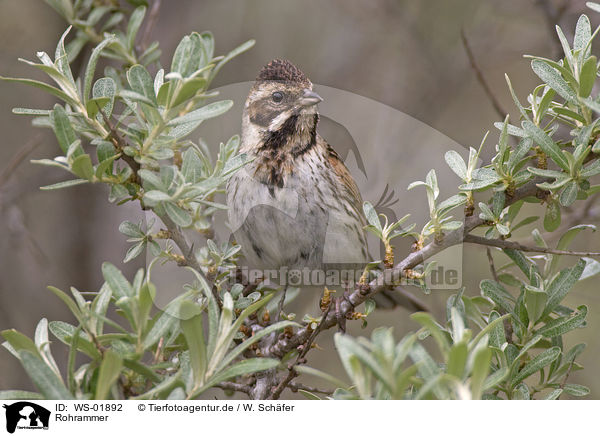 Rohrammer / Reed Bunting / WS-01892
