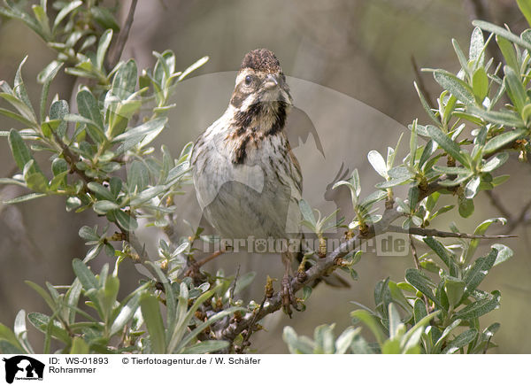 Rohrammer / Reed Bunting / WS-01893