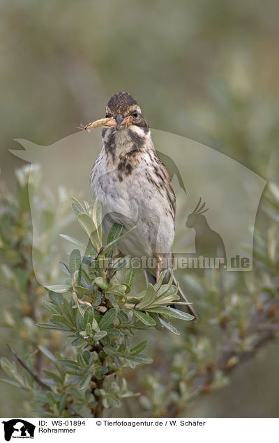 Rohrammer / Reed Bunting / WS-01894