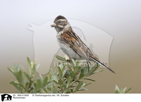 Rohrammer / Reed Bunting / WS-01895