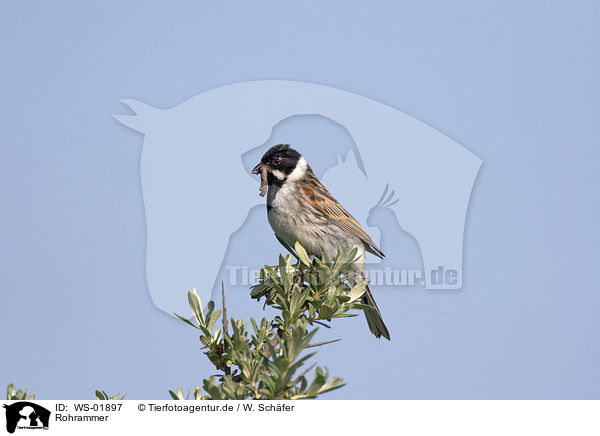 Rohrammer / Reed Bunting / WS-01897
