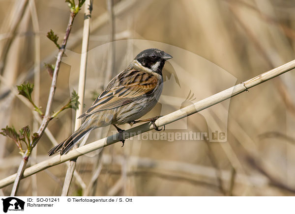 Rohrammer / reed bunting / SO-01241