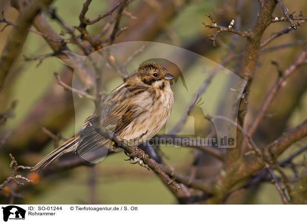 Rohrammer / reed bunting / SO-01244