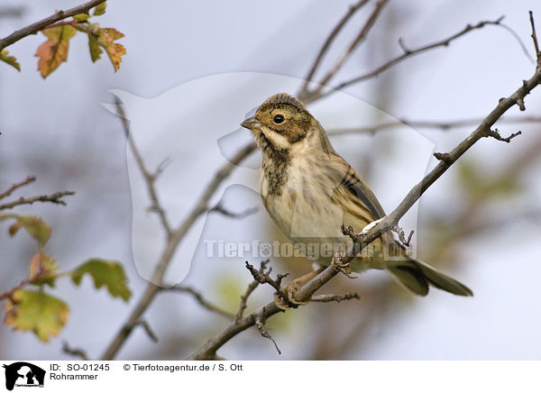 Rohrammer / reed bunting / SO-01245
