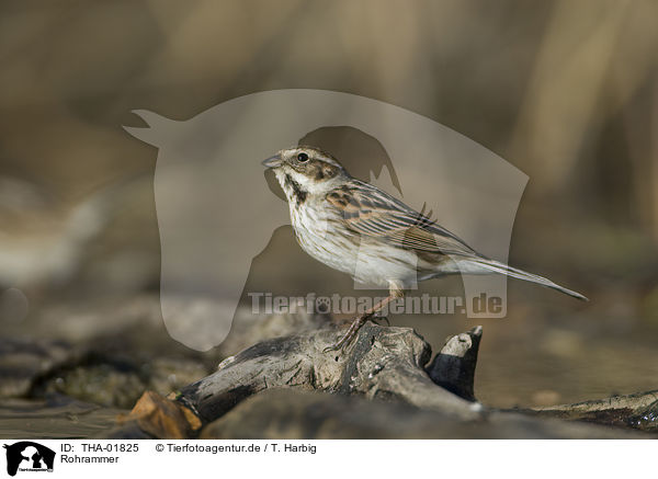 Rohrammer / common reed bunting / THA-01825