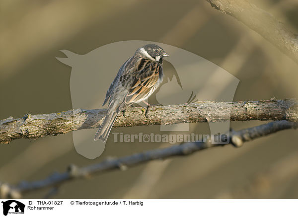 Rohrammer / common reed bunting / THA-01827