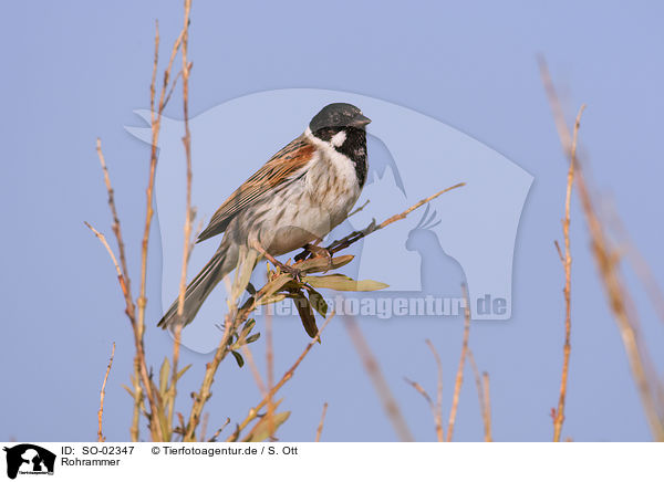 Rohrammer / common reed bunting / SO-02347