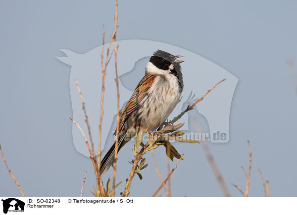 Rohrammer / common reed bunting / SO-02348